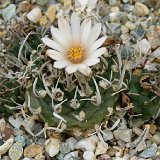 Turbinicarpus schmiedickeanus ssp. klinkerianus ©JLcoll.4419.jpg